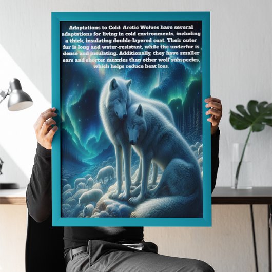 Majestueuze witte wolven rusten poster