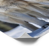 Majestueuze wolven in het besneeuwde landschap, wi poster (Hoek)