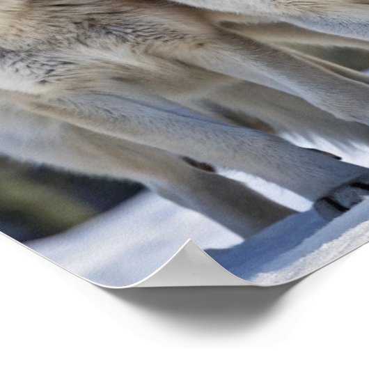 Majestueuze wolven in het besneeuwde landschap, wi poster (Hoek)