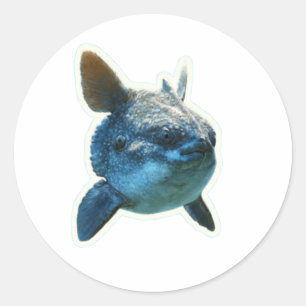 Majestueuze Zonvis (Mola Mola) Sticker - Bali