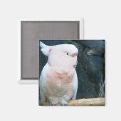Major Mitchell Cockatoo Magneet (Voorkant / Achterkant)