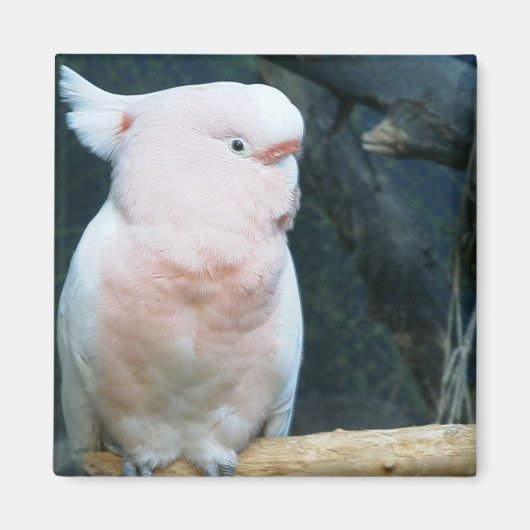 Major Mitchell Cockatoo Magneet (Voorkant)