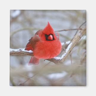 Make_Cardinal_Magnet Magneet