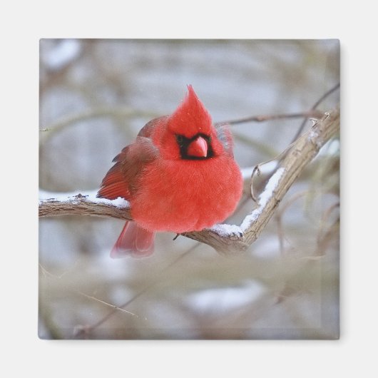 Make_Cardinal_Magnet Magneet (Voorkant)