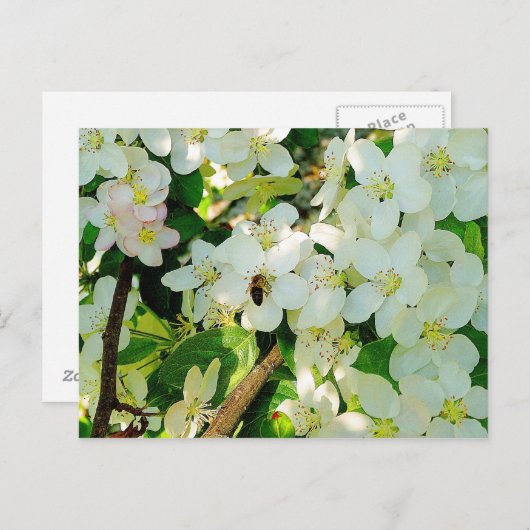 Making Honey Briefkaart (Voorkant / Achterkant)