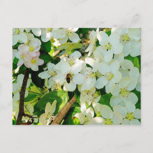 Making Honey Briefkaart