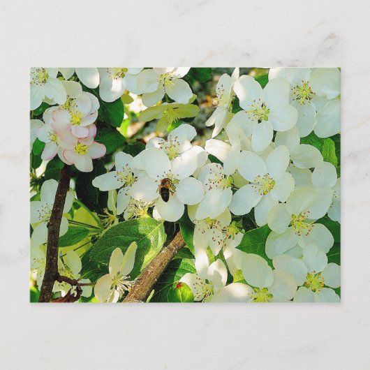 Making Honey Briefkaart (Voorkant)