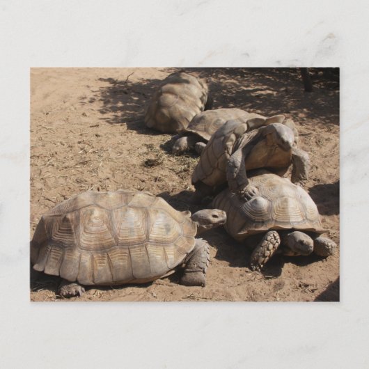 Making Love Briefkaart (Voorkant)