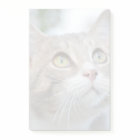 Makkelijk Je Eigen Vervagende Huisdier Foto Post-I