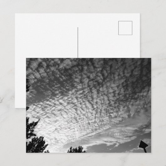 Makreel Sky: zwart-wit Briefkaart (Voorkant / Achterkant)