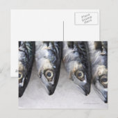 Makreel, verse vangst van de dag briefkaart (Voorkant / Achterkant)