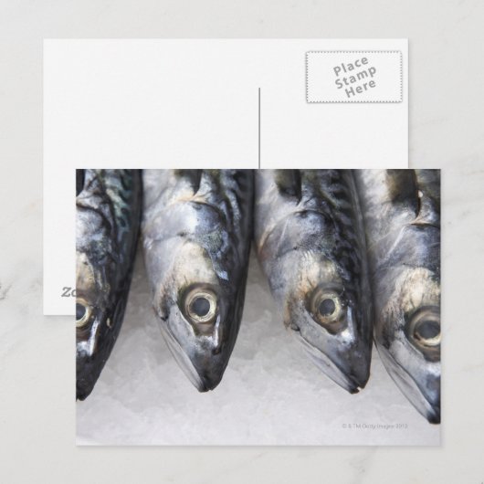 Makreel, verse vangst van de dag briefkaart (Voorkant / Achterkant)