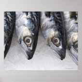 Makreel, verse vangst van de dag poster (Voorkant)