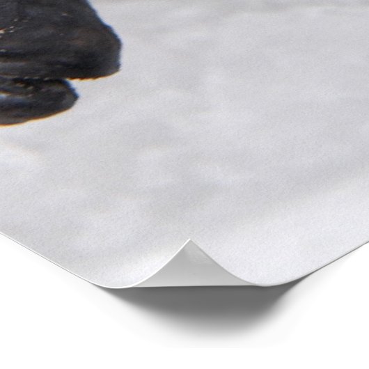 Makreel, verse vangst van de dag poster (Hoek)