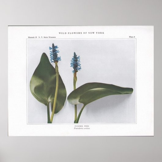 Makreel Weed - Pontederia cordata Poster (Voorkant)