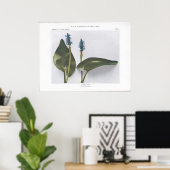 Makreel Weed - Pontederia cordata Poster (Thuiskantoor)