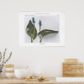 Makreel Weed - Pontederia cordata Poster (Keuken)