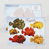 Makreelvis Briefkaart (Voorkant / Achterkant)