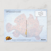 Makreelvis Briefkaart (Achterkant)