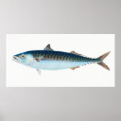 Makreelvis  kunst poster (Voorkant)