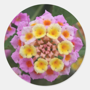 Makro: Roze en gele Lantana Bloem Ronde Sticker