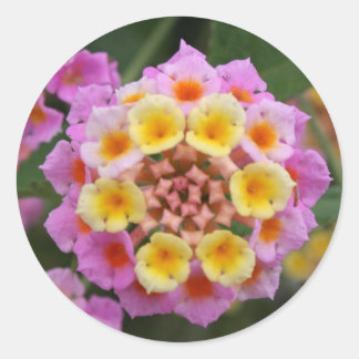 Makro: Roze en gele Lantana Bloem Ronde Sticker