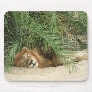 Mala Mala Reserve, provincie Mpumalanga, Zuid Muismat