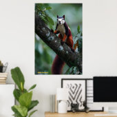 Malabar-eekhoorn Poster (Thuiskantoor)