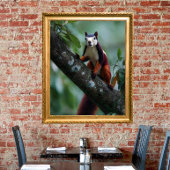 Malabar-eekhoorn Poster