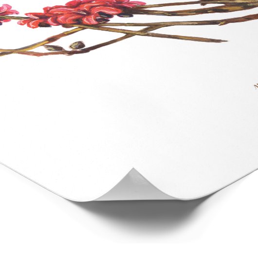 Malabulak (Bombax ceiba) Philippine Forest Blooms Poster (Hoek)