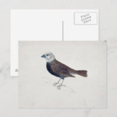 Malacca Crossbeak Briefkaart (Voorkant / Achterkant)