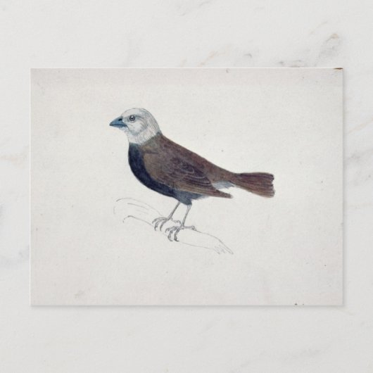 Malacca Crossbeak Briefkaart (Voorkant)