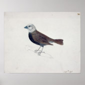 Malacca Crossbeak Poster (Voorkant)