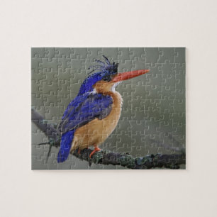 Malachiet IJsvogel, Alcedo cristata, Meer Legpuzzel