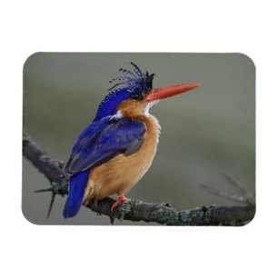 Malachiet IJsvogel, Alcedo cristata, Meer Magneet