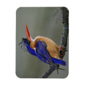 Malachiet IJsvogel, Alcedo cristata, Meer Magneet (Verticaal)