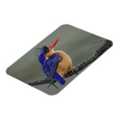 Malachiet IJsvogel, Alcedo cristata, Meer Magneet (Linkerzijde)