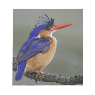 Malachiet IJsvogel, Alcedo cristata, Meer Notitieblok
