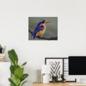 Malachiet IJsvogel, Alcedo cristata, Meer Poster (Thuiskantoor)