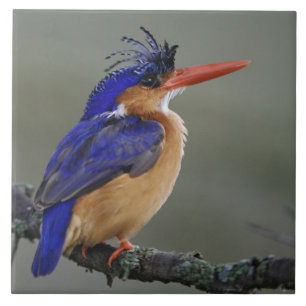 Malachiet IJsvogel, Alcedo cristata, Meer Tegeltje