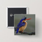 Malachiet IJsvogel, Alcedo cristata, Meer Vierkante Button 5,1 Cm (Voorkant /achterkant)