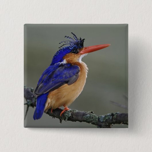Malachiet IJsvogel, Alcedo cristata, Meer Vierkante Button 5,1 Cm (Voorkant)
