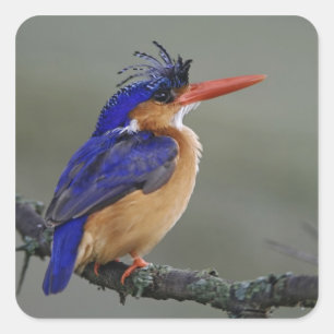Malachiet IJsvogel, Alcedo cristata, Meer Vierkante Sticker