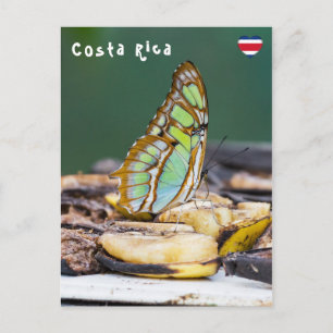Malachiet vlinder - Costa Rica Briefkaart