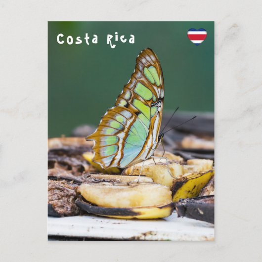 Malachiet vlinder - Costa Rica Briefkaart (Voorkant)