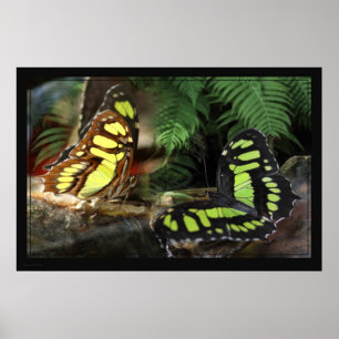 MalachietButterflies 1 Poster -60x40 - of kleiner