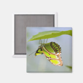 Malachietvlinder op blad magneet (Voorkant / Achterkant)