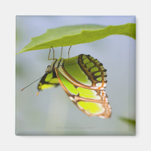 Malachietvlinder op blad magneet