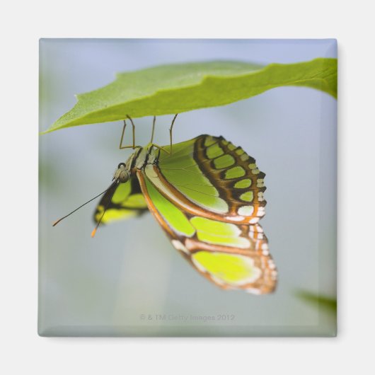 Malachietvlinder op blad magneet (Voorkant)