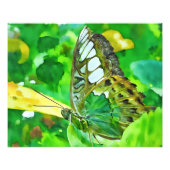 Malachietvlinder op groene blad foto afdruk (Voorkant)